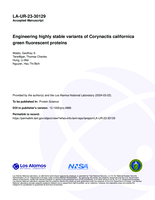 Engineering highly stable variants of Corynactis californica green fluorescent proteins